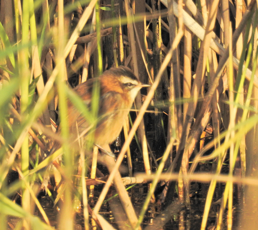 Moustached Warbler