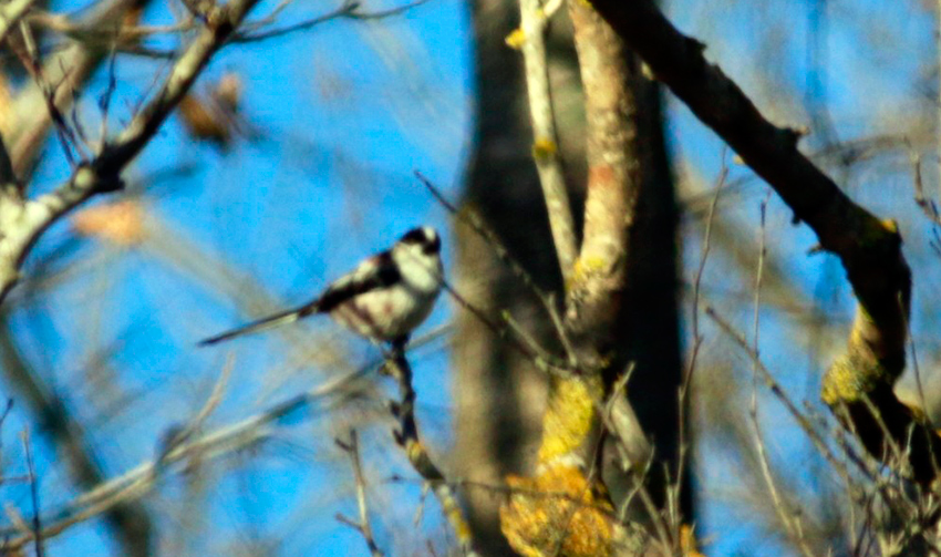 Long-tailed Tit