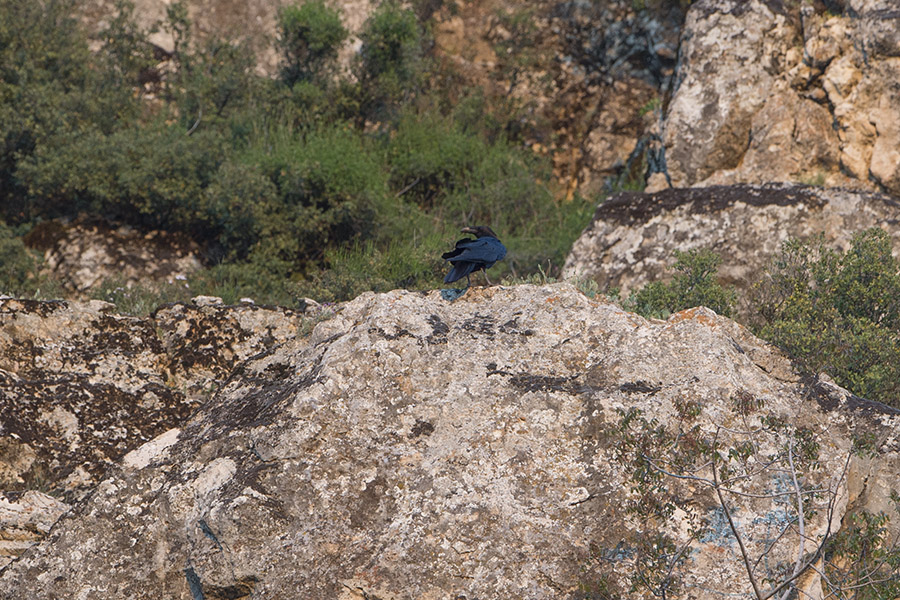 Northern Raven