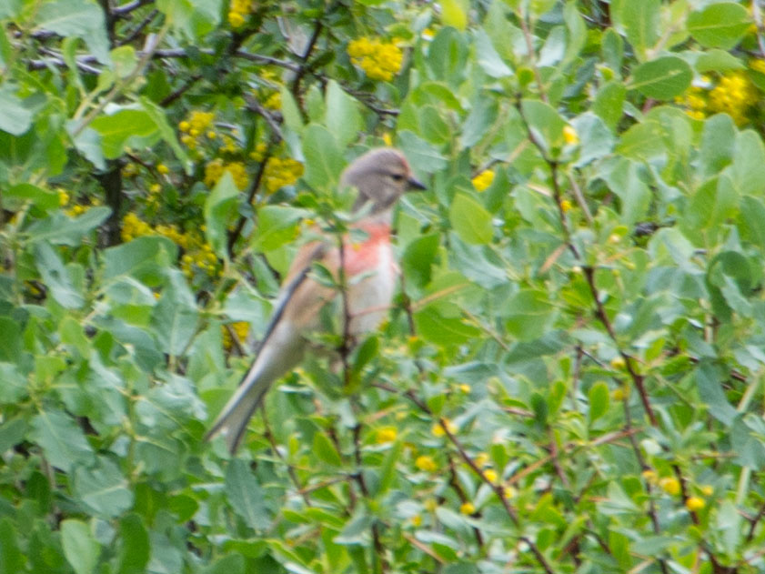 Common Linnet