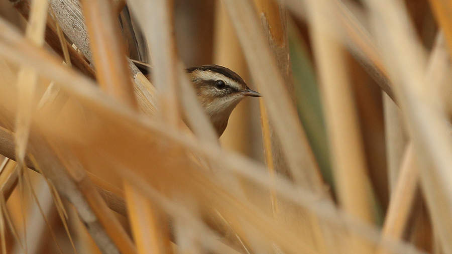 Moustached Warbler