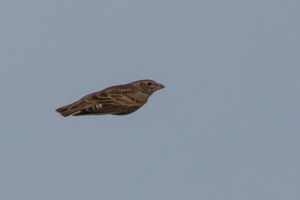 Calandra Lark