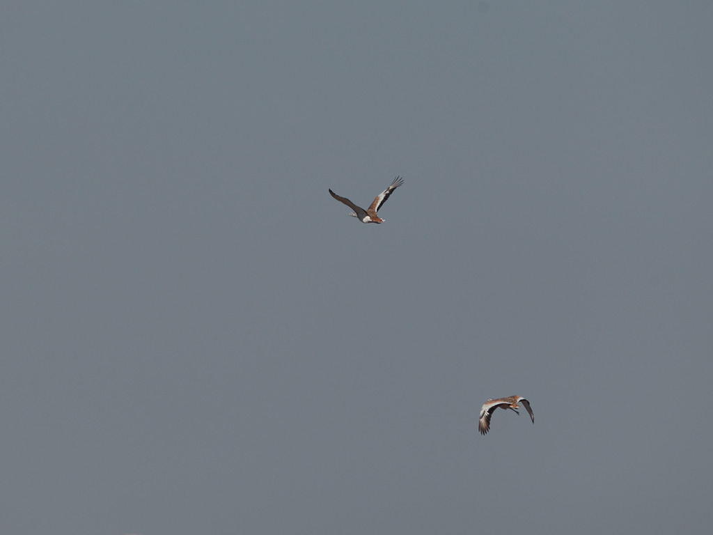Great Bustard