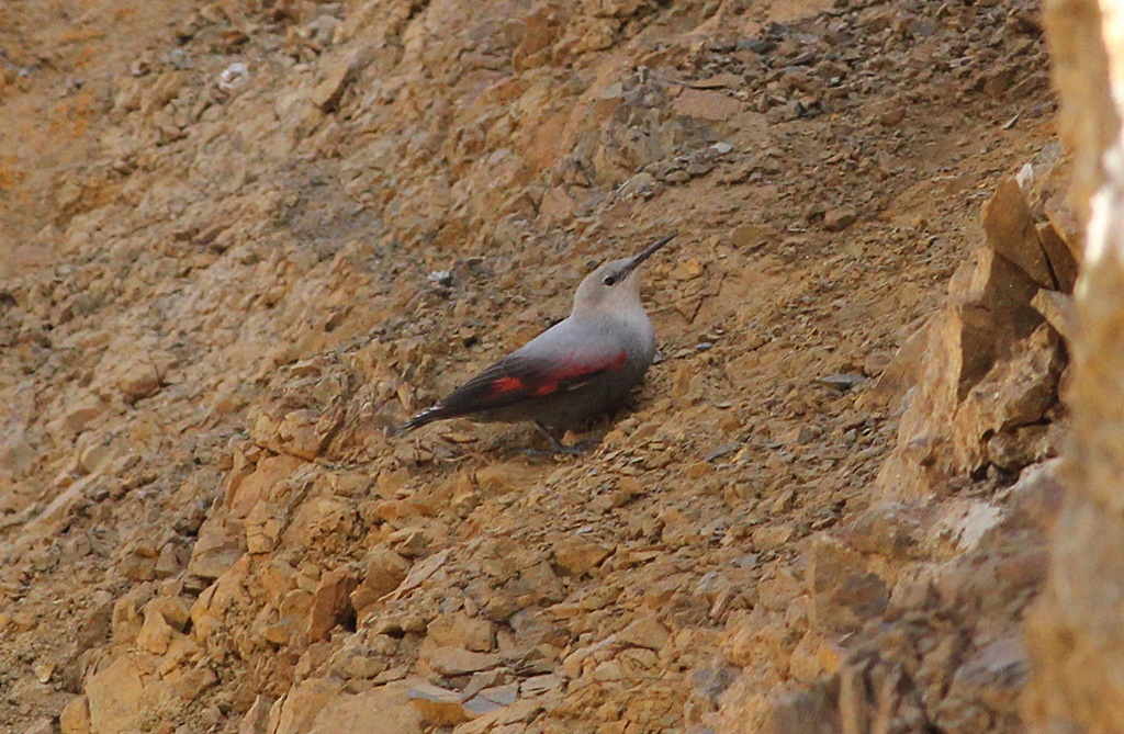 Wallcreeper