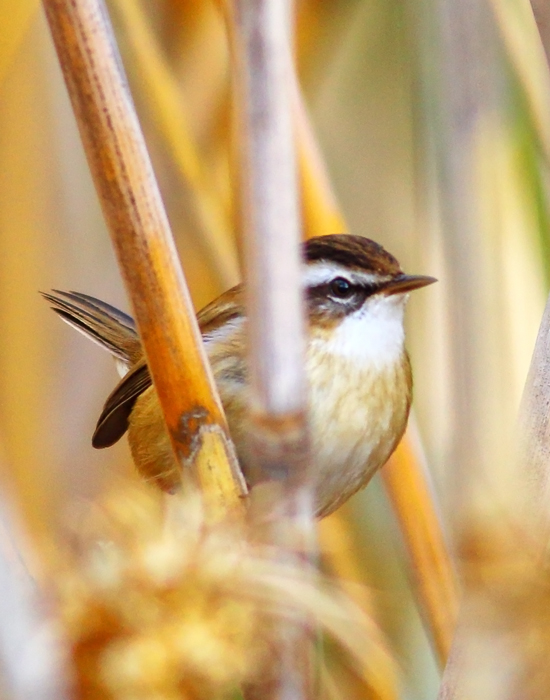 Moustached Warbler