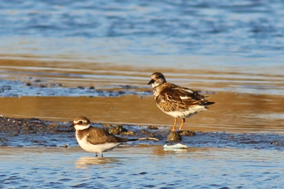 Ruddy Turnstone