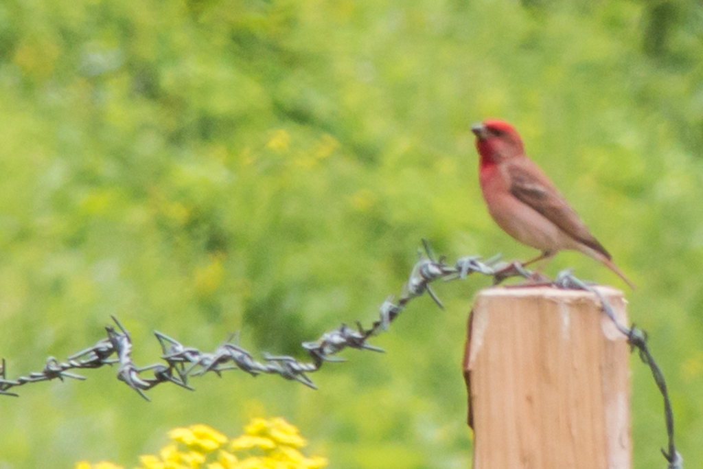 Common Rosefinch