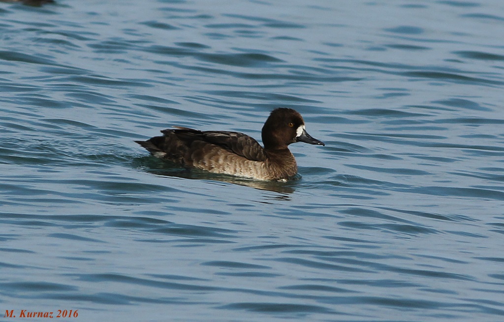 Greater Scaup