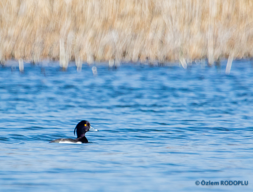 Tufted Duck
