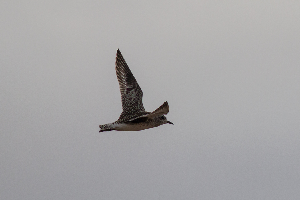 Grey Plover