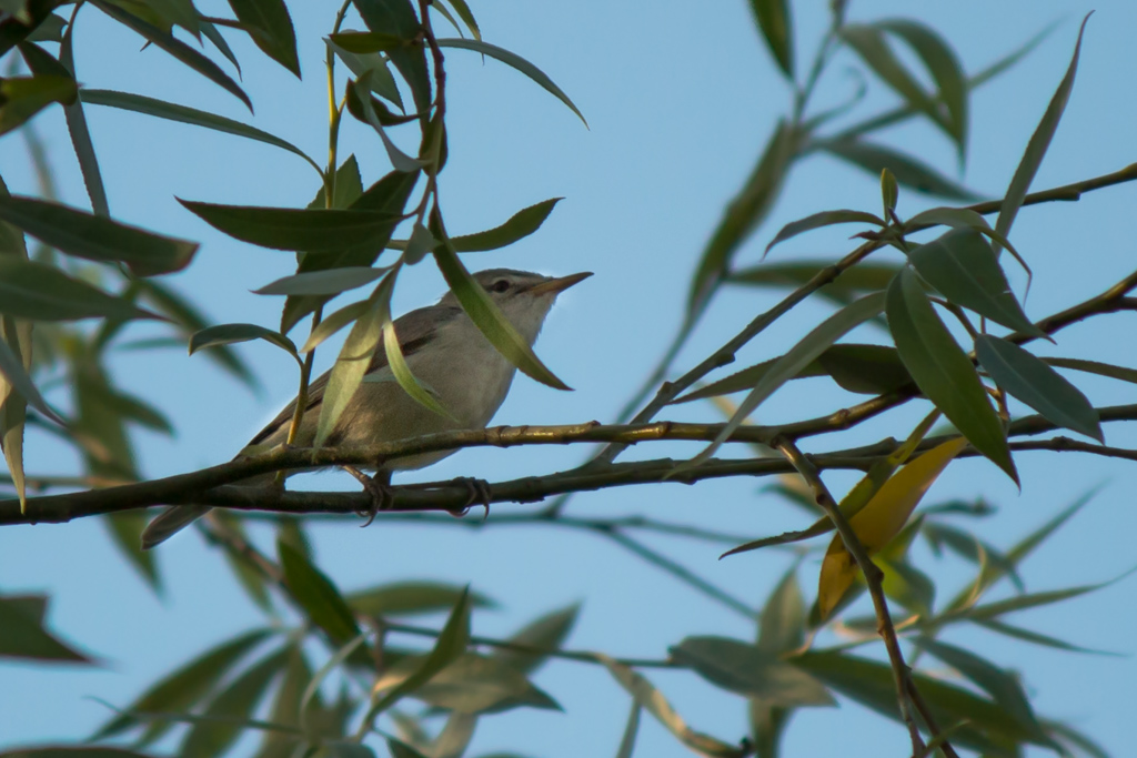 Eastern Olivaceous Warbler