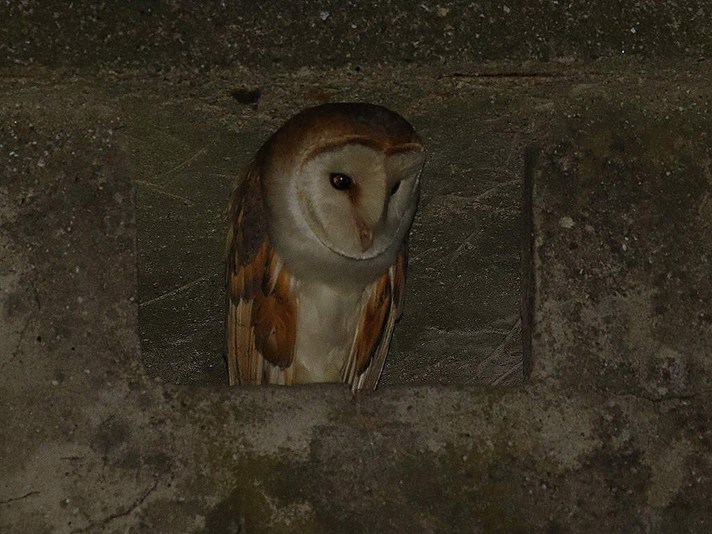 Western Barn Owl
