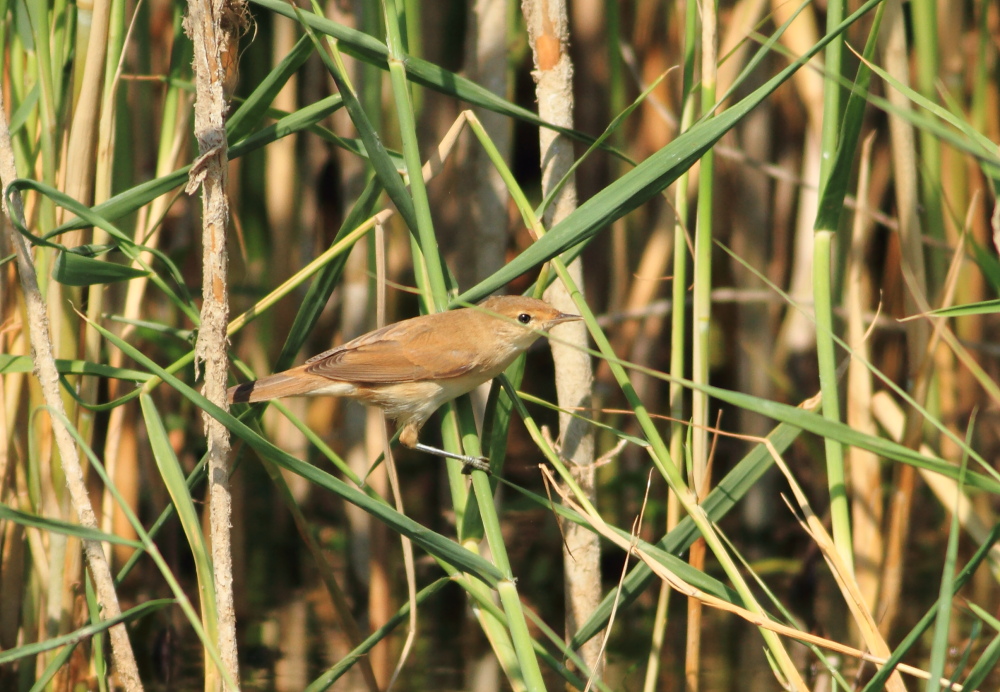 Common Reed Warbler