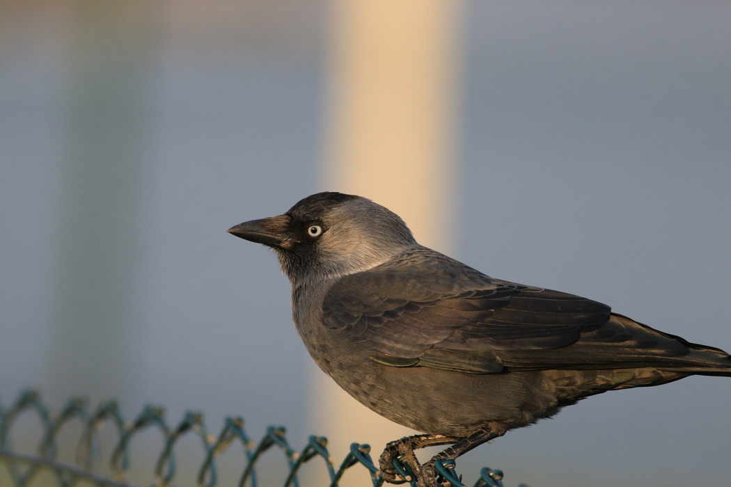 Western Jackdaw
