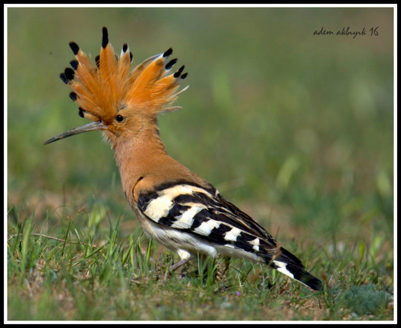 Common Hoopoe