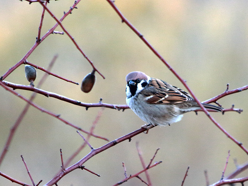 Eurasian Tree Sparrow
