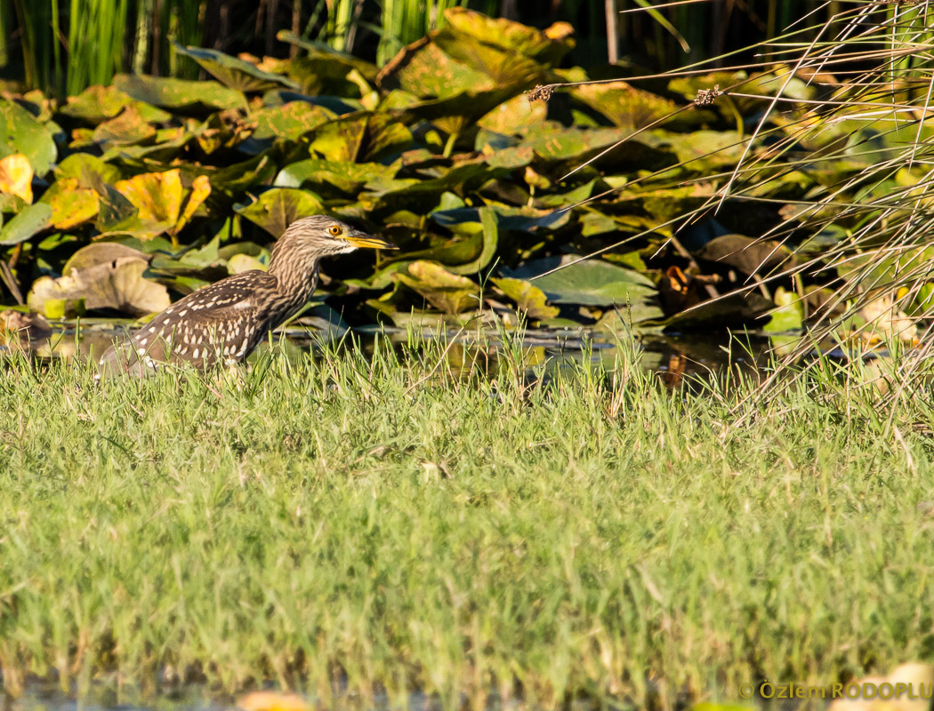Black-crowned Night Heron