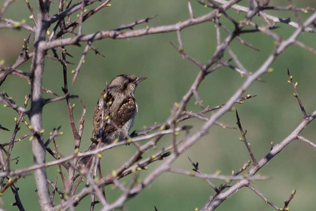 Eurasian Wryneck