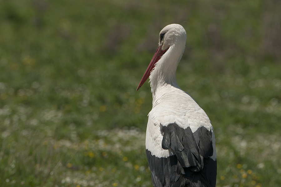 White Stork