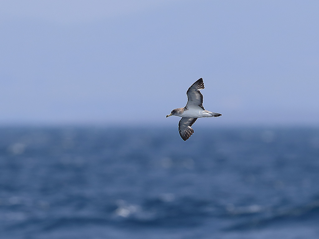 Scopoli`s Shearwater