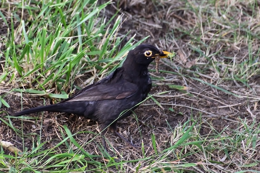 Common Blackbird