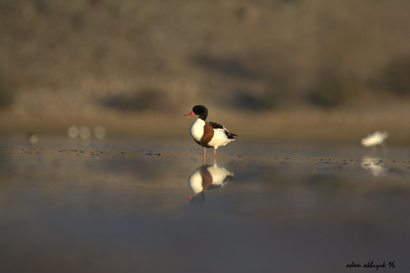 Common Shelduck