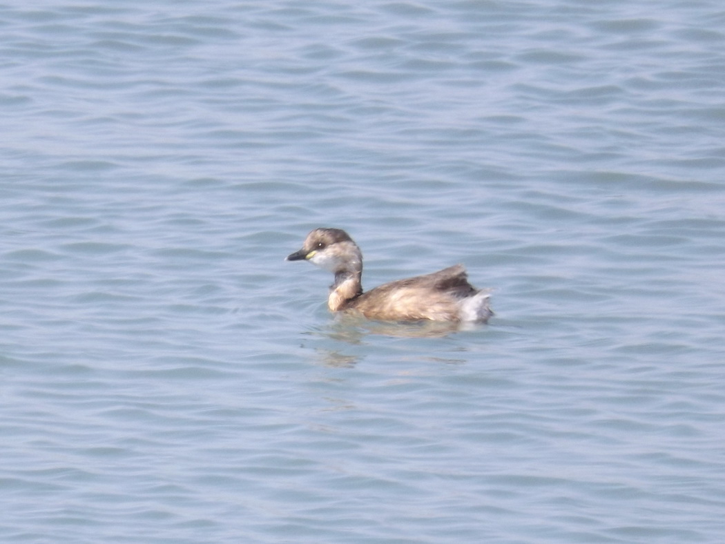 Little Grebe