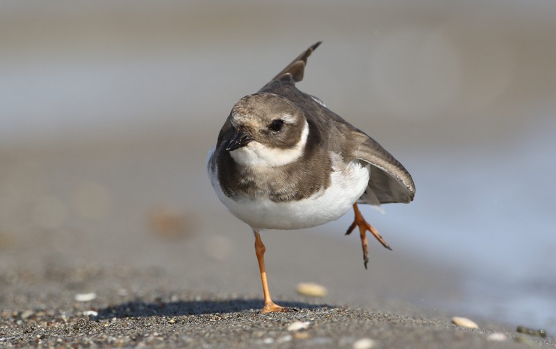 Common Ringed Plover