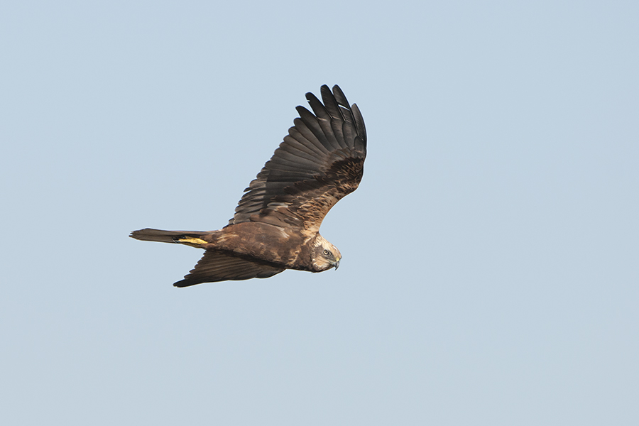 Western Marsh Harrier