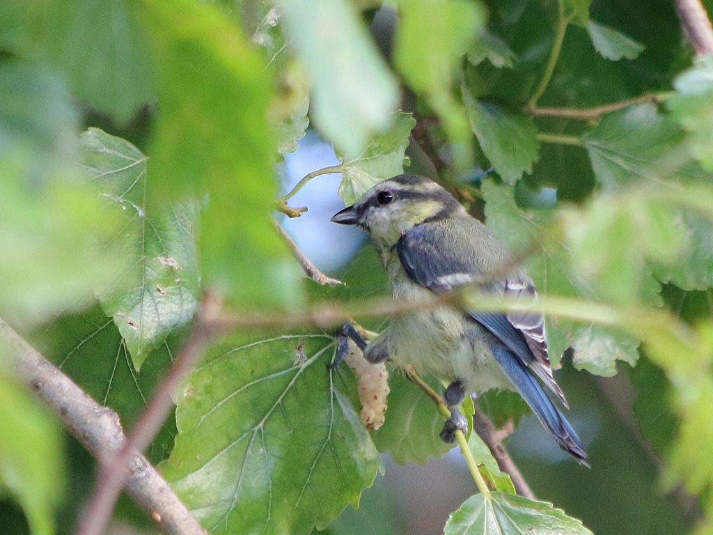 Eurasian Blue Tit