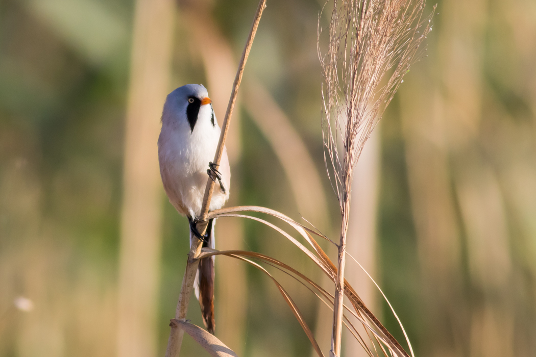 Bearded Reedling