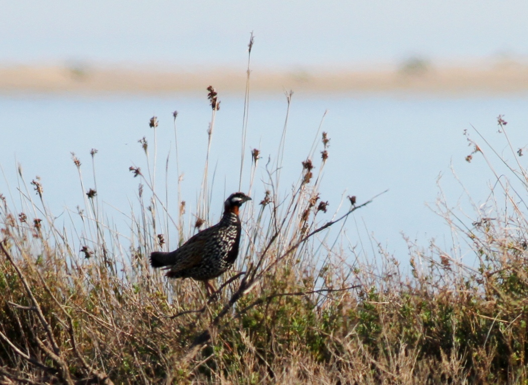 Black Francolin