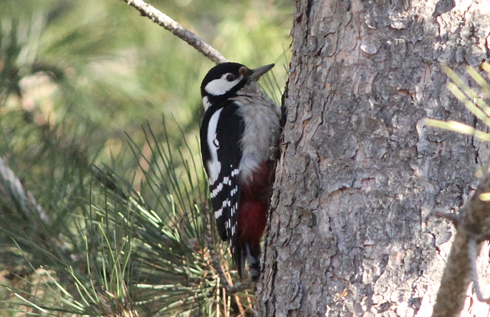 Great Spotted Woodpecker