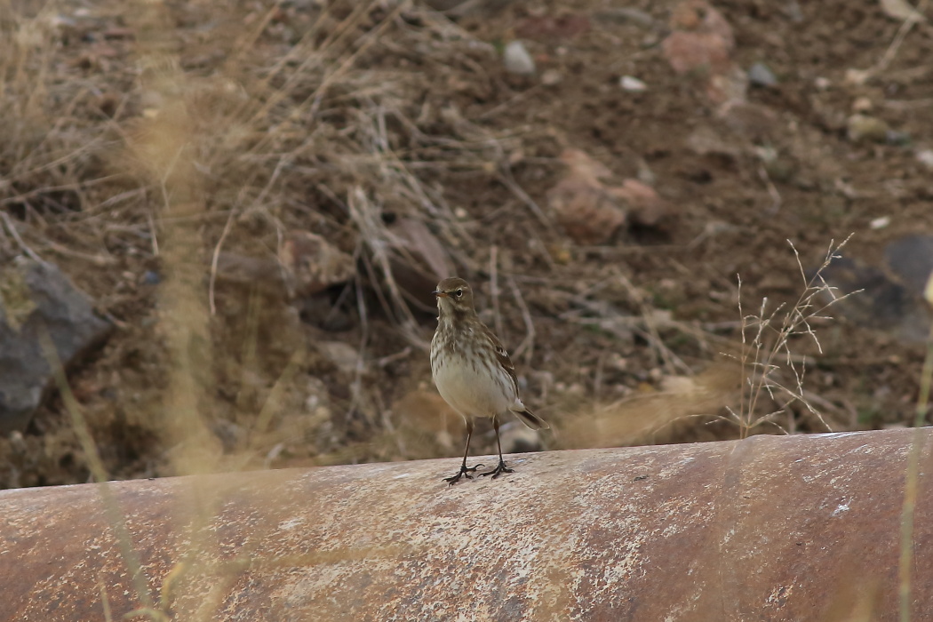 Water Pipit