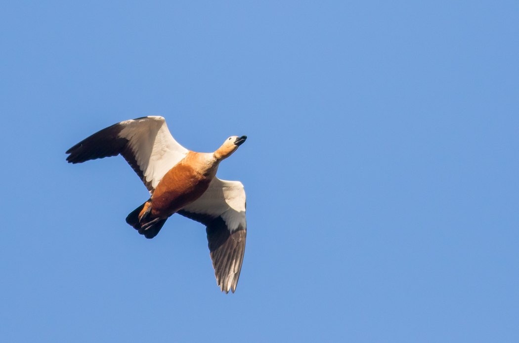Ruddy Shelduck