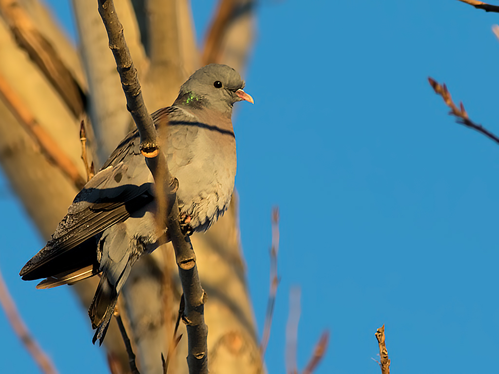 Stock Dove