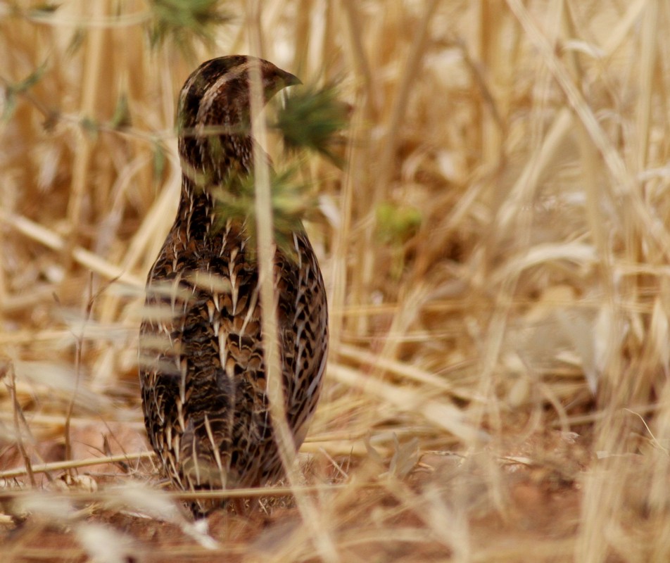 Common Quail