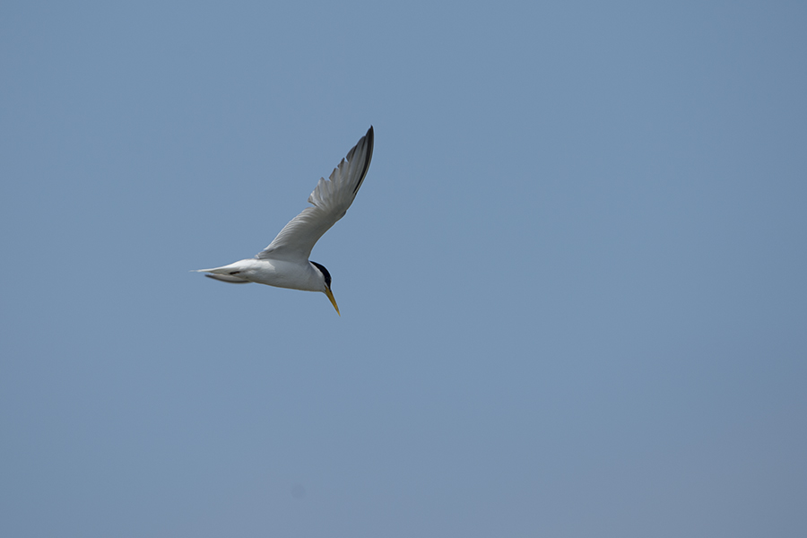 Little Tern