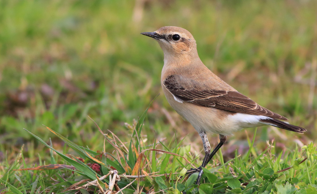 Northern Wheatear