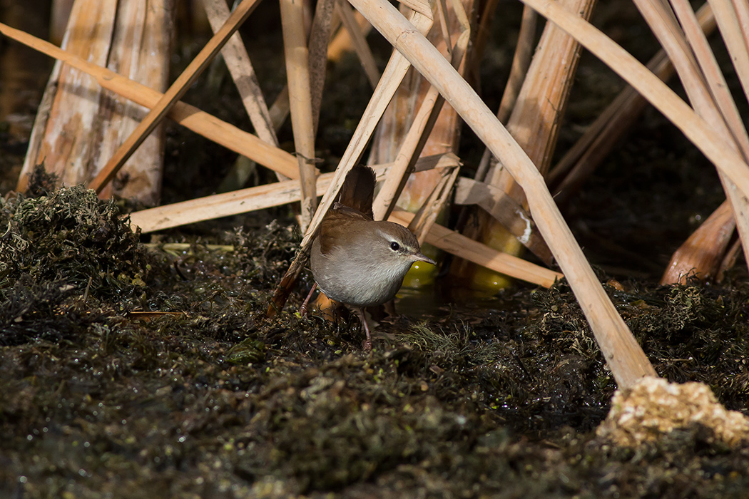Cetti`s Warbler