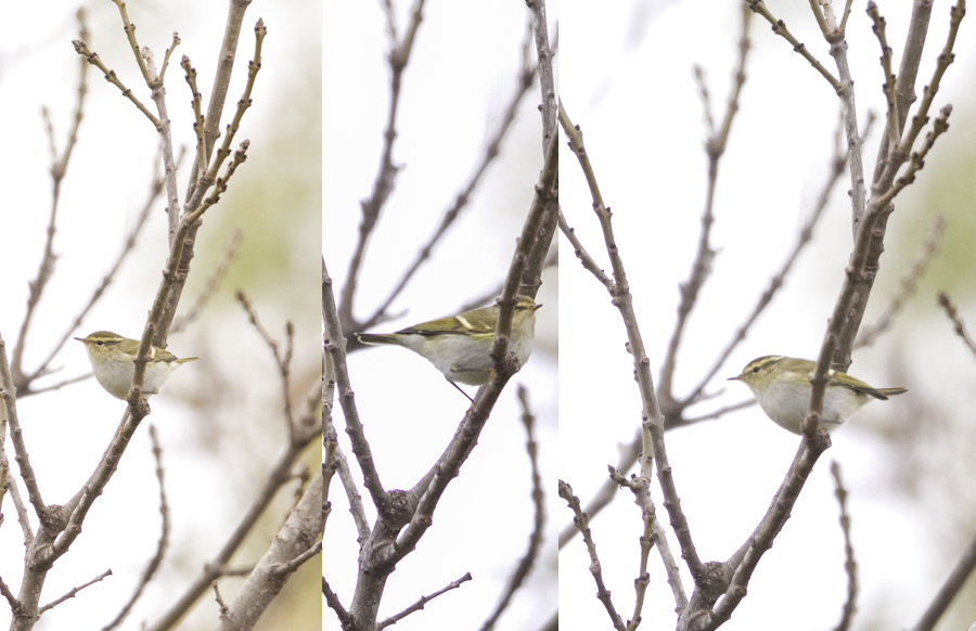 Yellow-browed Warbler