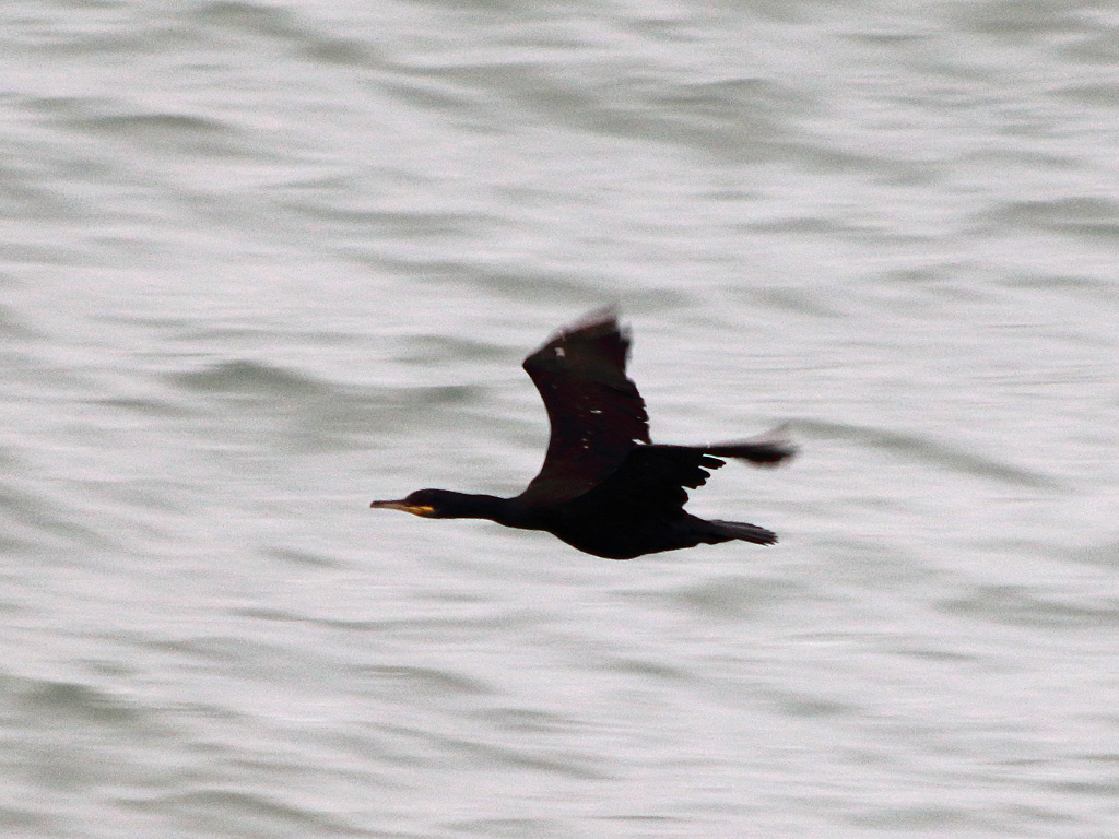 European Shag