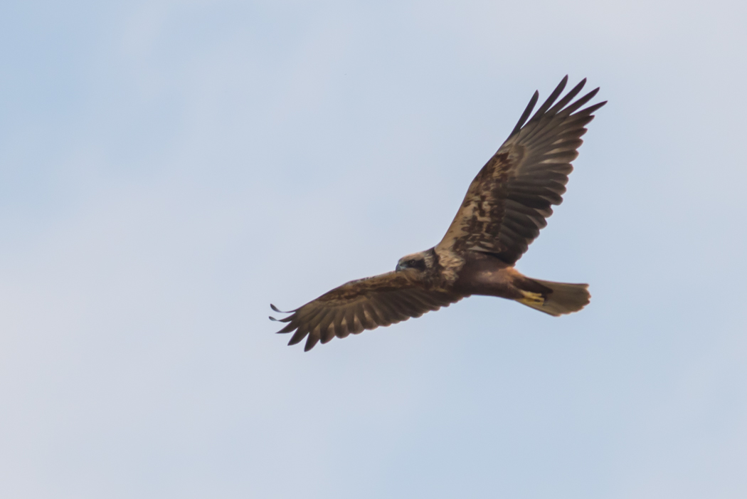 Western Marsh Harrier