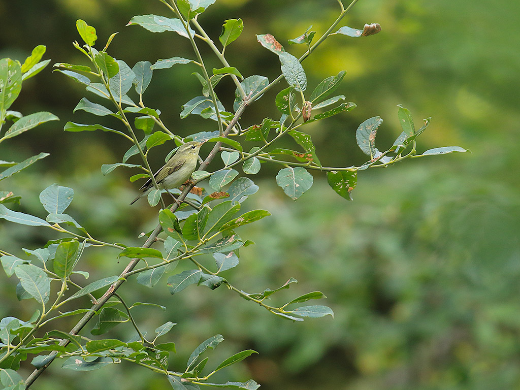 Green Warbler