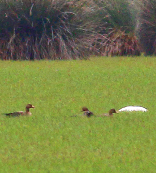 Greater White-fronted Goose