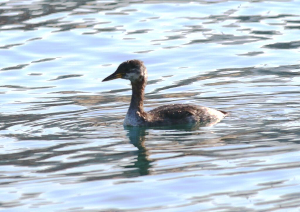 Red-necked Grebe