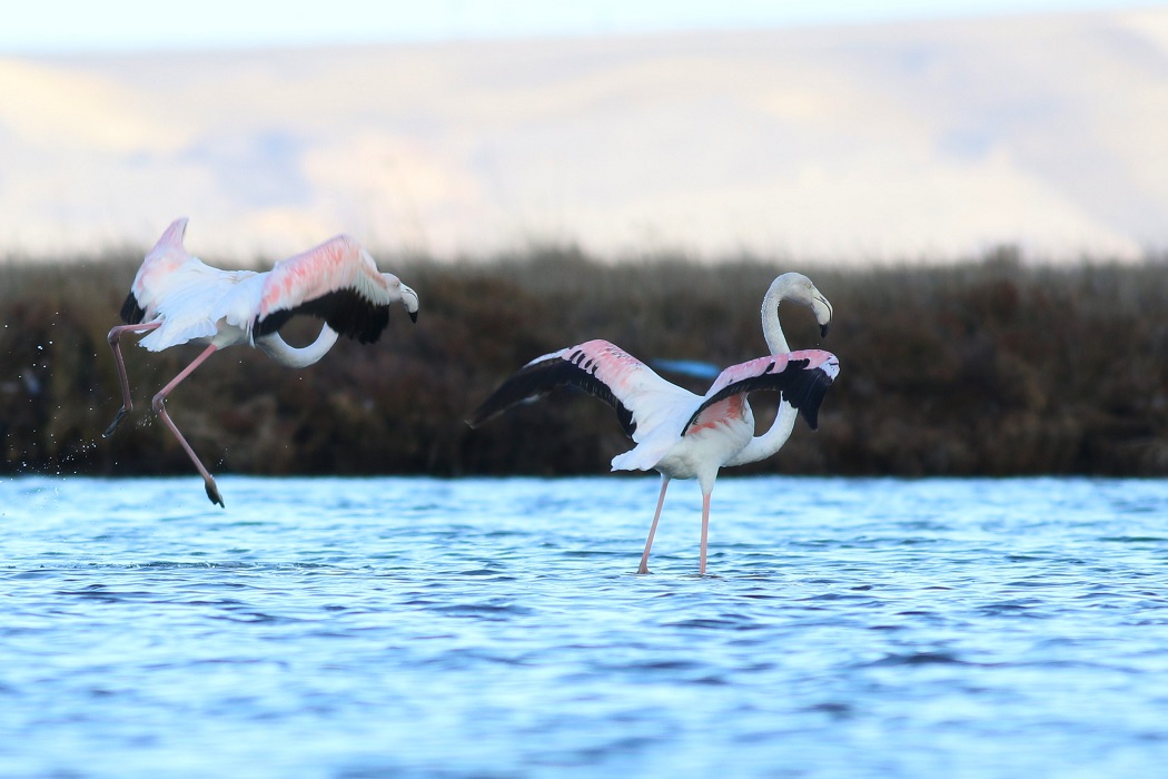 Flamingo