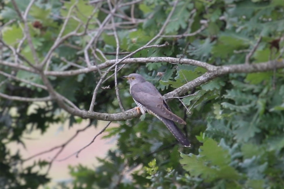Common Cuckoo