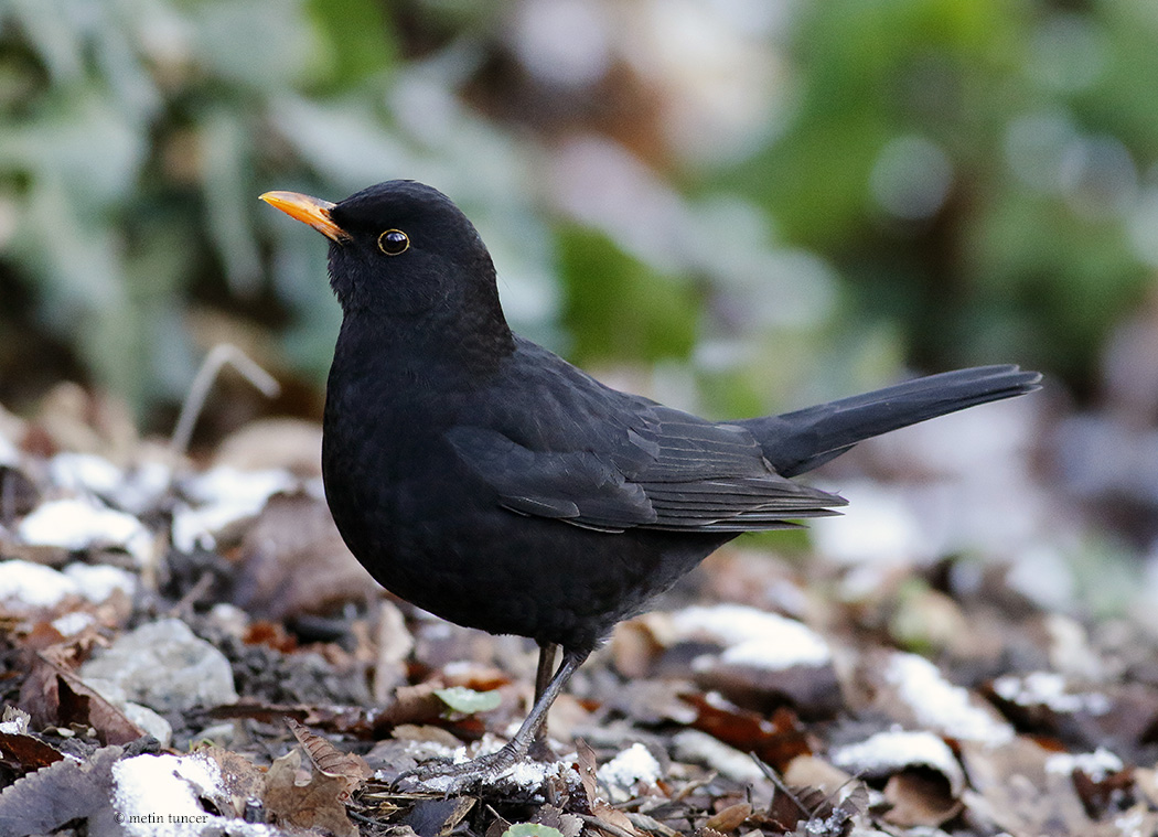 Common Blackbird