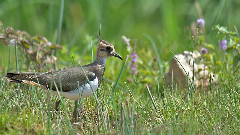 Northern Lapwing
